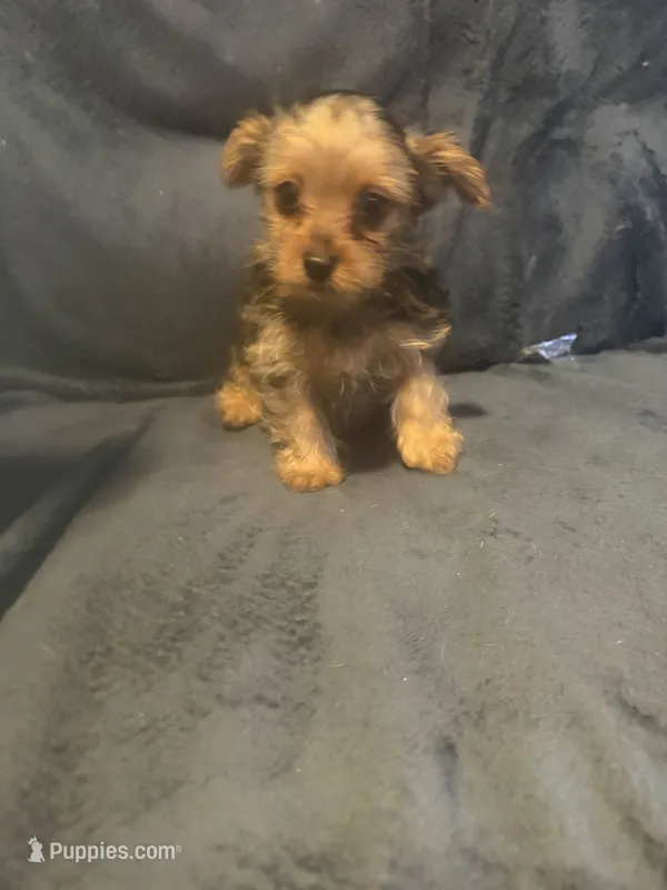 Cosby – Yorkshire Terrier puppy for sale in Mobile, AL