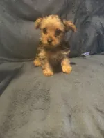 Cosby, a male Yorkshire Terrier for sale in Mobile, AL – 2 of 3