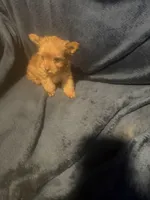 Goldie Locks, a female Yorkshire Terrier for sale in Mobile, AL – 2 of 2