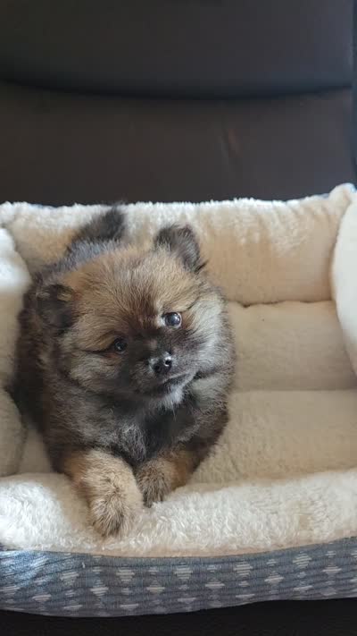 Ginger , a female Pomeranian for sale in Whitewright, TX – 2 of 2