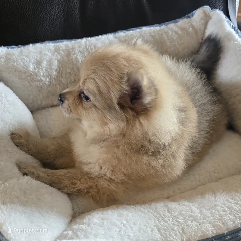 Peach  – Pomeranian puppy for sale in Whitewright, TX