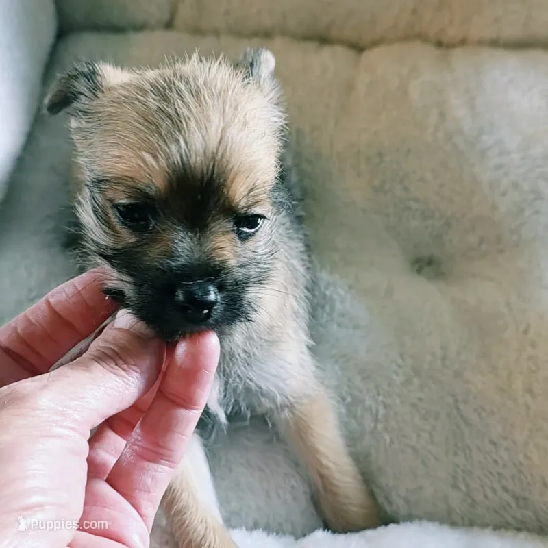 Daisy  – Miniature Schnauzer puppy for sale in Whitewright, TX