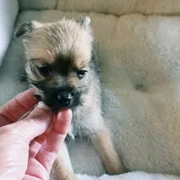 Daisy , a female Miniature Schnauzer for sale in Whitewright, TX – 1 of 2