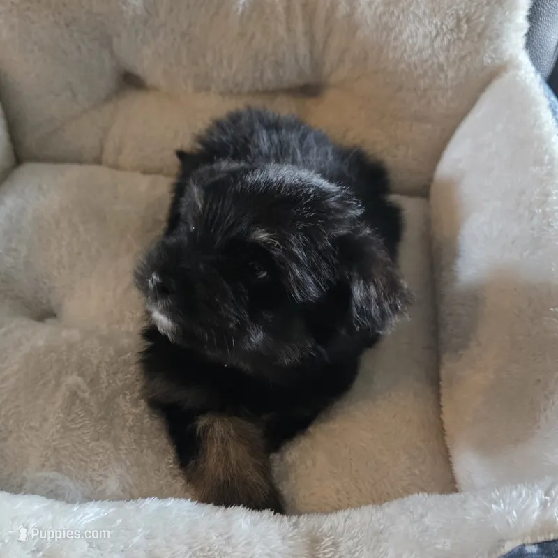 Blackie  – Miniature Schnauzer puppy for sale in Whitewright, TX