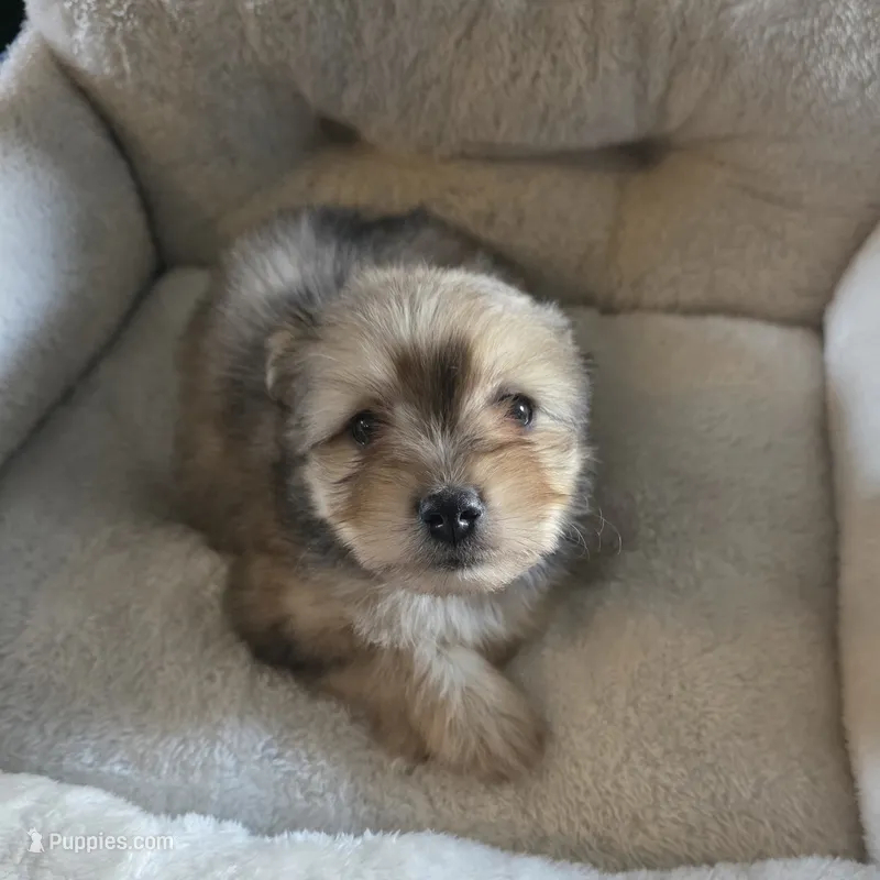 Heidi – Miniature Schnauzer puppy for sale in Whitewright, TX
