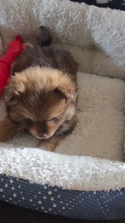 Bella, a female Pomeranian for sale in Whitewright, TX – 2 of 2