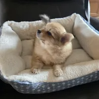 Peach , a female Pomeranian for sale in Whitewright, TX – 2 of 4