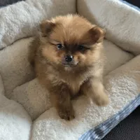 Little man, a male Pomeranian for sale in Whitewright, TX – 1 of 2