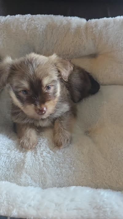 Lola, a female Miniature Schnauzer for sale in Whitewright, TX – 2 of 2