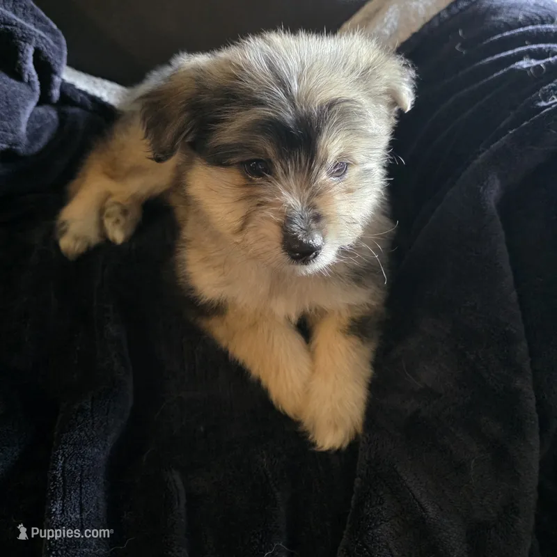 Muffin  – Miniature Schnauzer puppy for sale in Whitewright, TX
