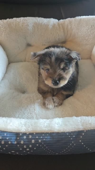 Pepper, a male Miniature Schnauzer for sale in Whitewright, TX – 2 of 2