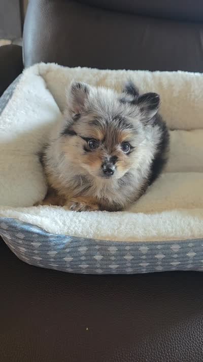 Nova , a female Pomeranian for sale in Whitewright, TX – 3 of 3