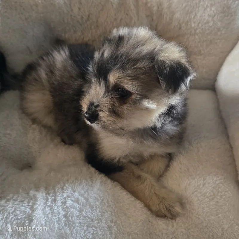 Muffin  – Miniature Schnauzer puppy for sale in Whitewright, TX