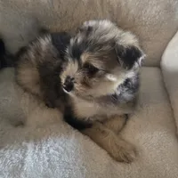 Muffin , a female Miniature Schnauzer for sale in Whitewright, TX – 1 of 2