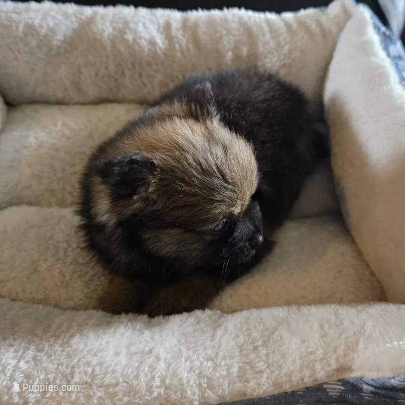 Lola – Pomeranian puppy for sale in Whitewright, TX