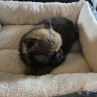 Lola, a female Pomeranian for sale in Whitewright, TX – 2 of 4