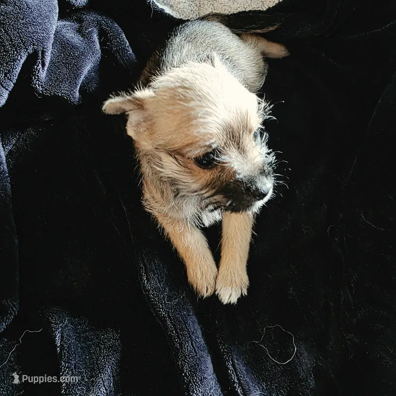 Daisy  – Miniature Schnauzer puppy for sale in Whitewright, TX