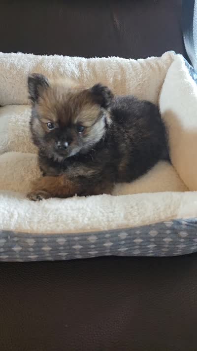 Lola, a female Pomeranian for sale in Whitewright, TX – 4 of 4