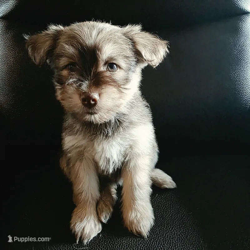 Lola – Miniature Schnauzer puppy for sale in Whitewright, TX