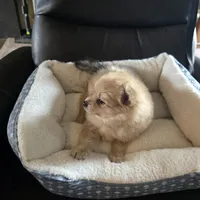 Peach , a female Pomeranian for sale in Whitewright, TX – 3 of 4