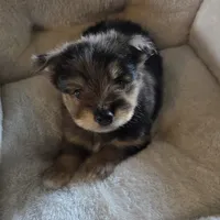 Pepper, a male Miniature Schnauzer for sale in Whitewright, TX – 1 of 2