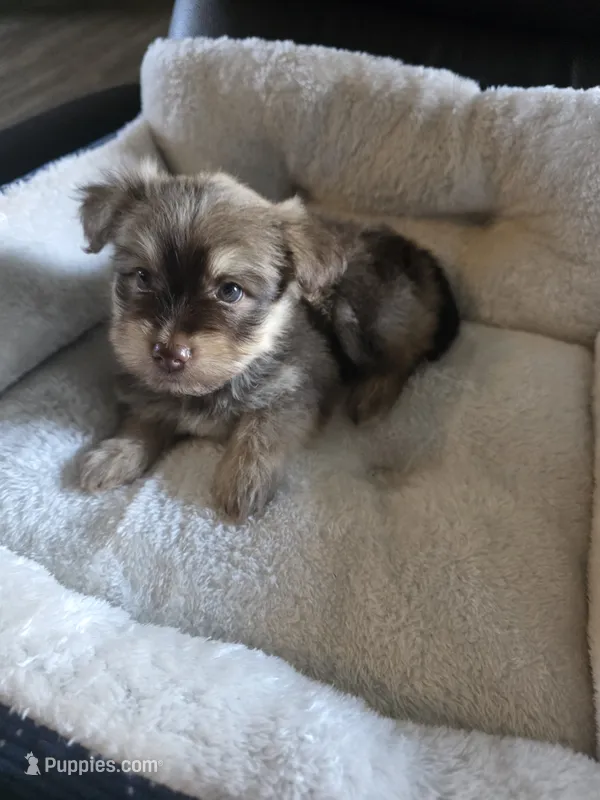 Lola – Miniature Schnauzer puppy on hold in Whitewright, TX