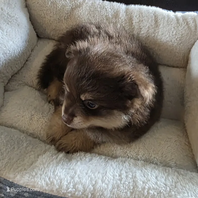 Coco – Pomeranian puppy for sale in Whitewright, TX