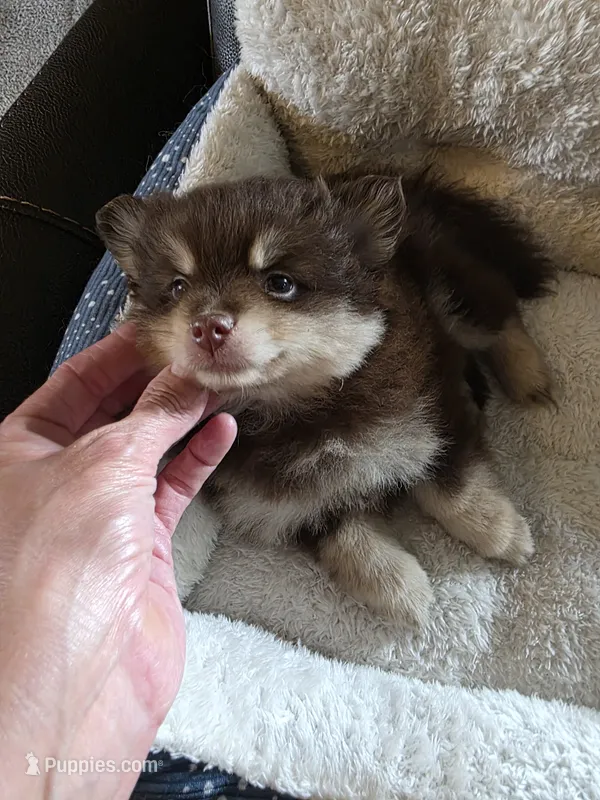 Coco – Pomeranian puppy on hold in Whitewright, TX