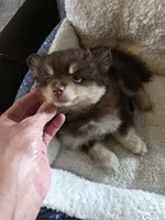 Coco, a female Pomeranian for sale in Whitewright, TX – 1 of 3