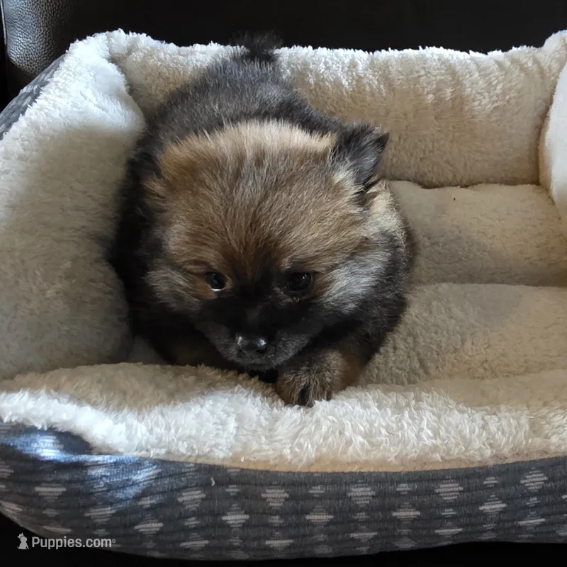 Ginger  – Pomeranian puppy for sale in Whitewright, TX