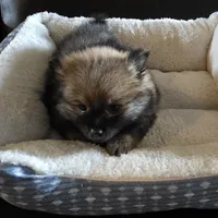 Ginger , a female Pomeranian for sale in Whitewright, TX – 1 of 2