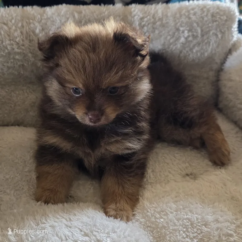 Bella – Pomeranian puppy for sale in Whitewright, TX
