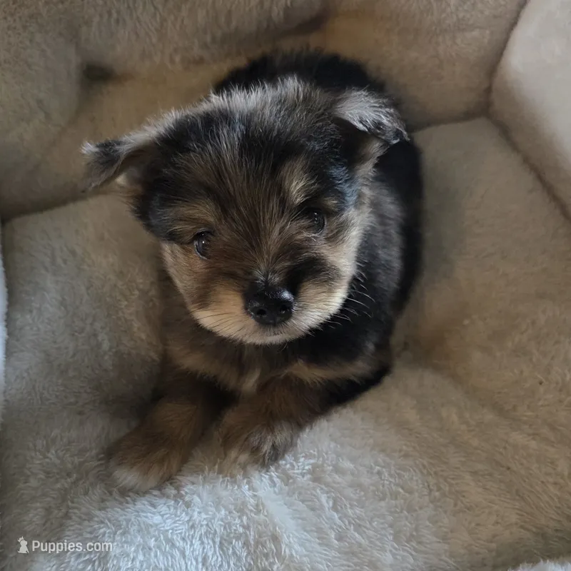 Pepper – Miniature Schnauzer puppy for sale in Whitewright, TX