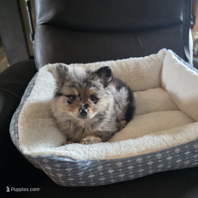 Nova  – Pomeranian puppy for sale in Whitewright, TX