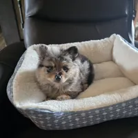 Nova , a female Pomeranian for sale in Whitewright, TX – 1 of 3