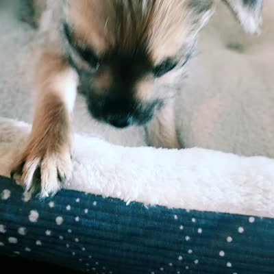 Daisy , a female Miniature Schnauzer for sale in Whitewright, TX – 2 of 2