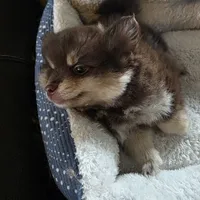 Coco, a female Pomeranian for sale in Whitewright, TX – 2 of 3