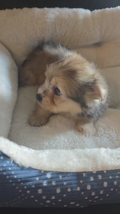 Heidi, a female Miniature Schnauzer for sale in Whitewright, TX – 2 of 2