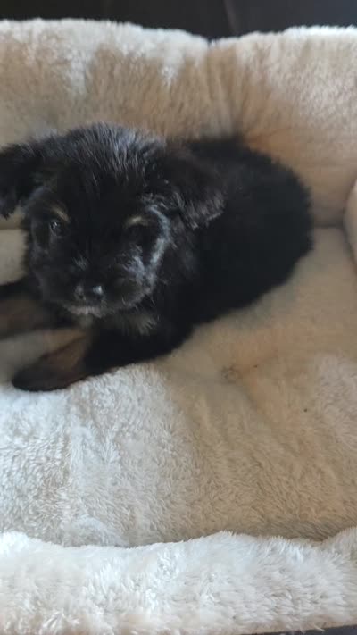 Blackie , a male Miniature Schnauzer for sale in Whitewright, TX – 2 of 2