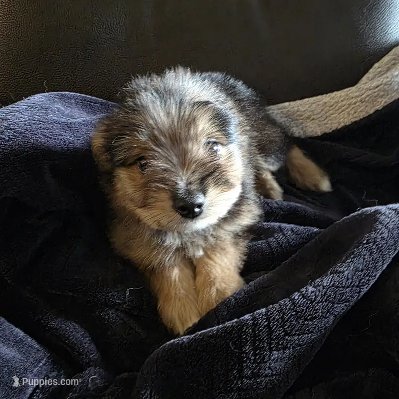 Pepper – Miniature Schnauzer puppy for sale in Whitewright, TX
