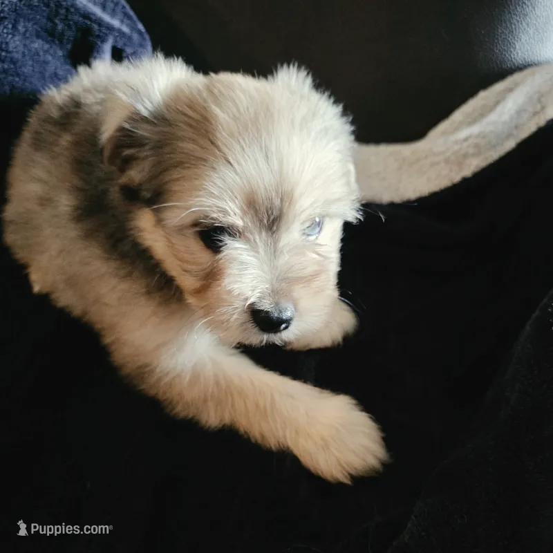 Heidi – Miniature Schnauzer puppy for sale in Whitewright, TX