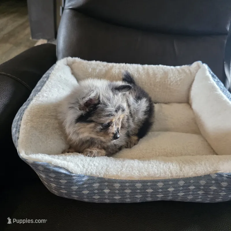 Nova  – Pomeranian puppy for sale in Whitewright, TX