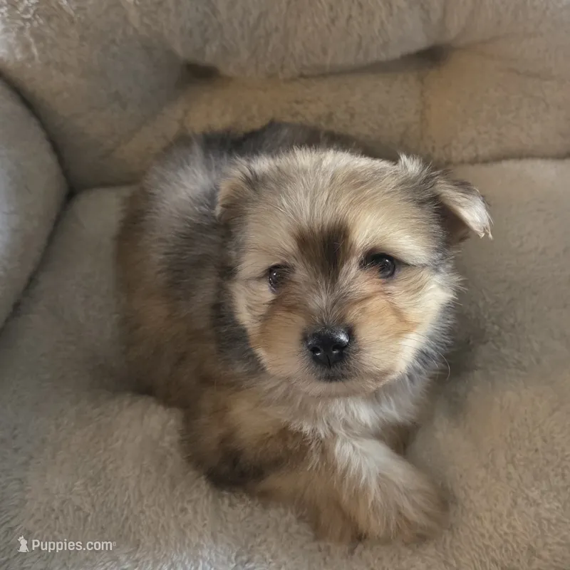 Heidi – Miniature Schnauzer puppy for sale in Whitewright, TX