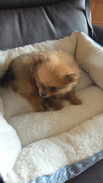 Little man, a male Pomeranian for sale in Whitewright, TX – 2 of 2