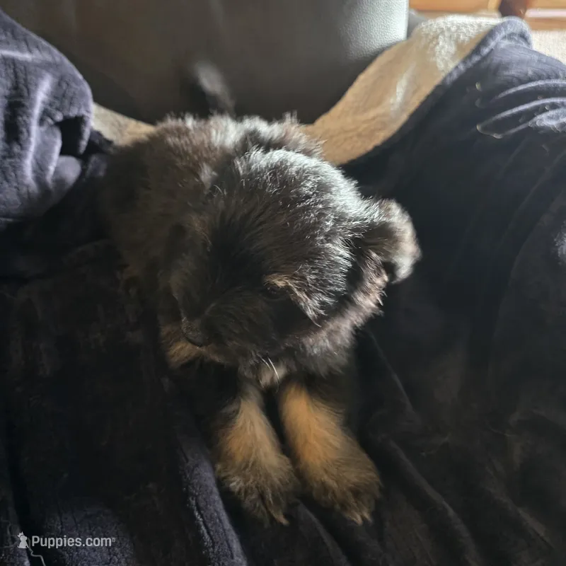Blackie  – Miniature Schnauzer puppy for sale in Whitewright, TX