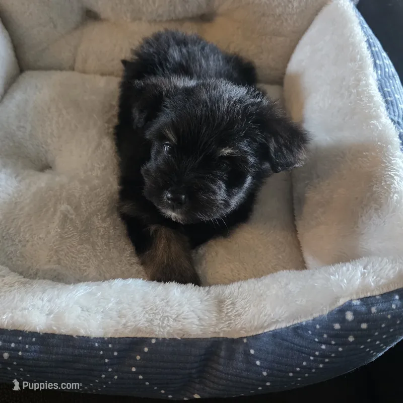Blackie  – Miniature Schnauzer puppy for sale in Whitewright, TX
