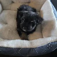 Blackie , a male Miniature Schnauzer for sale in Whitewright, TX – 1 of 2