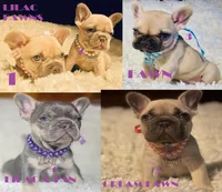 Nora, a female French Bulldog for sale in Rockford, IL – 2 of 2