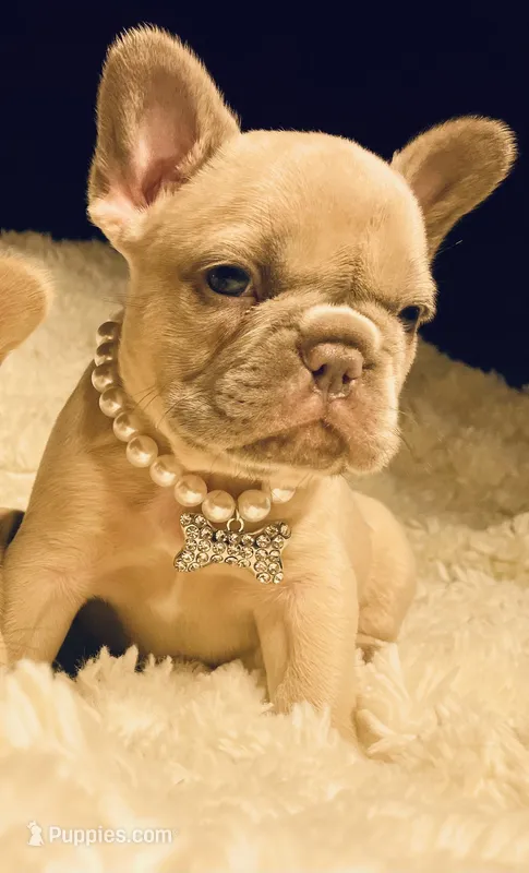 Nala – French Bulldog puppy for sale in Rockford, IL