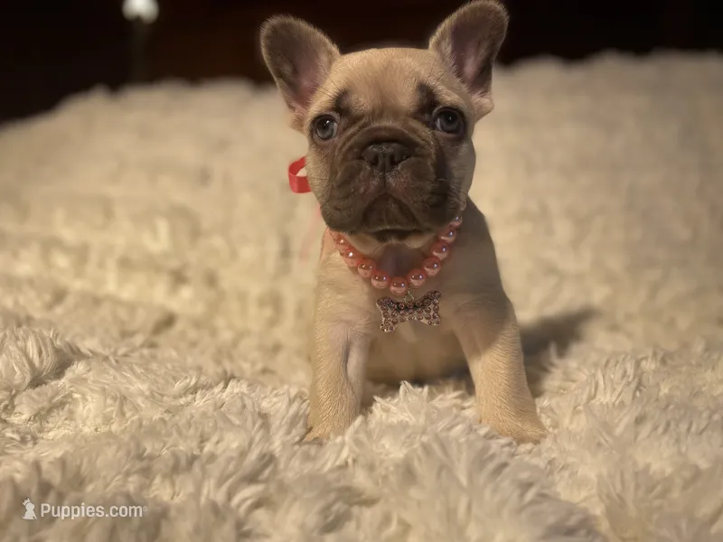 Tundra – French Bulldog puppy for sale in Rockford, IL